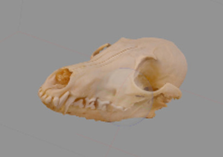 red fox skull